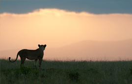 Lion sunset